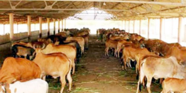 गौशाला संचालन